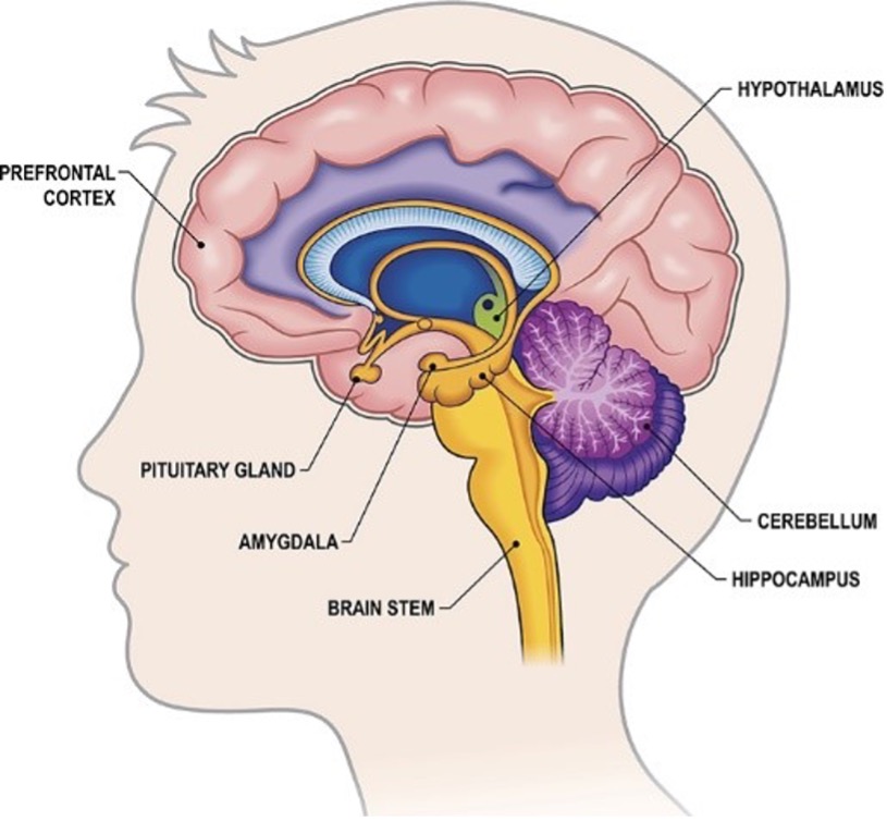 Brain Digram